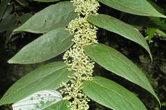 Debregeasia longifolia